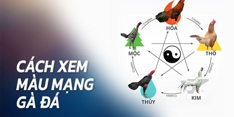 Màu mạng hành Kim trong chọi gà 